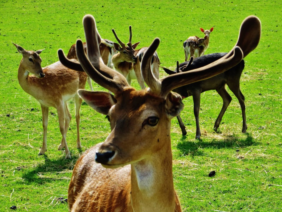 Impressionen aus dem Wildgehege Naturhotel Forsthofgut