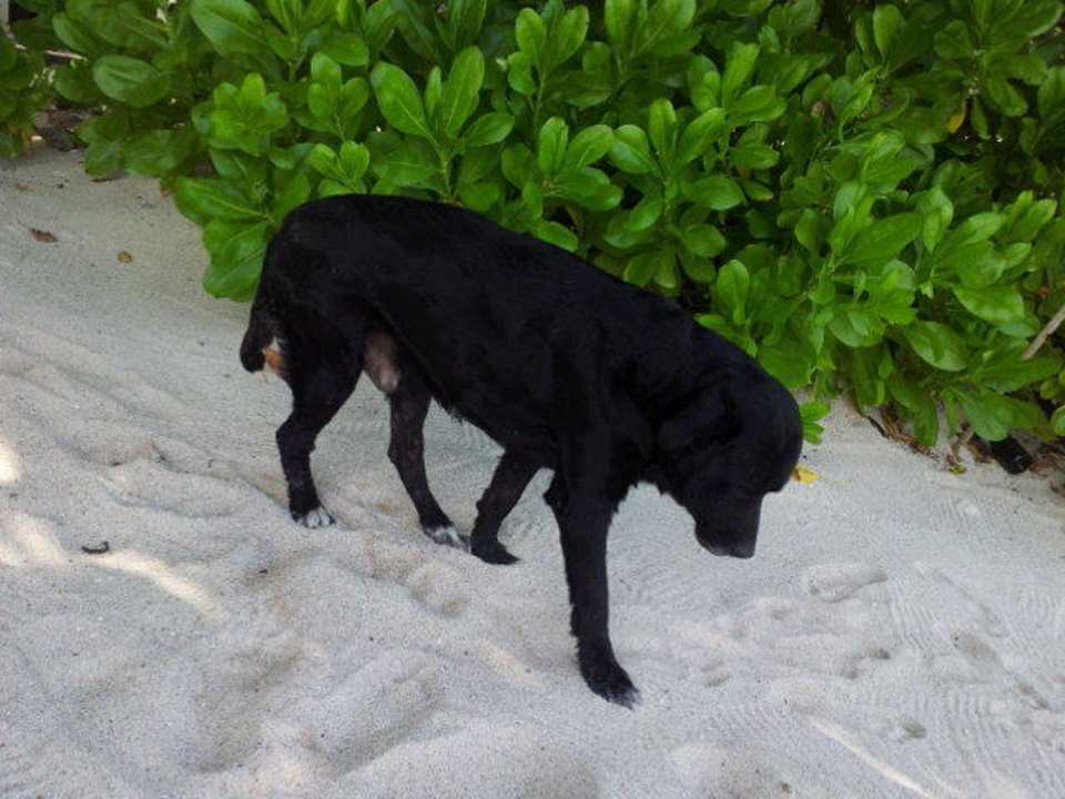 Blacky der Hotelhund Villa Dorado