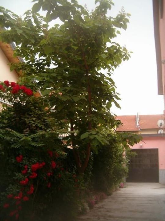 Ingresso carraio e giardino B&B Villa Rosa