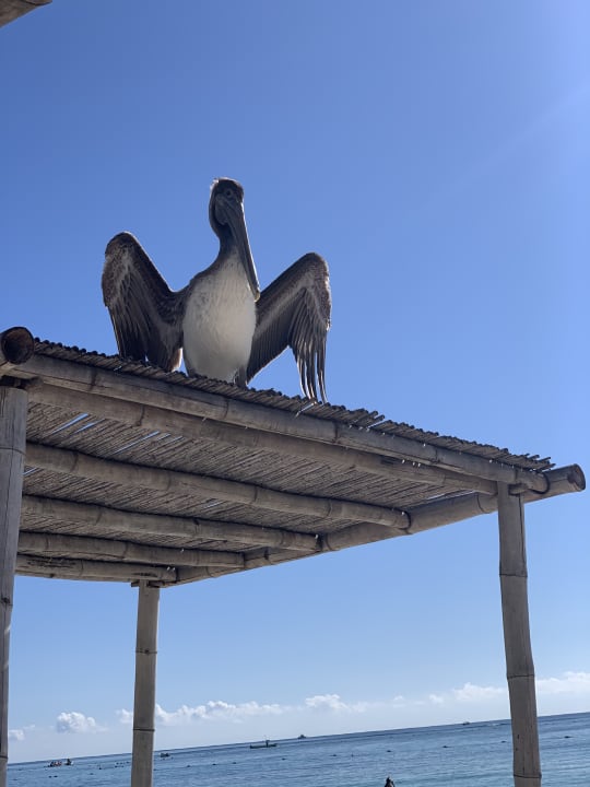 Sonstiges Akumal Bay Beach & Wellness Resort