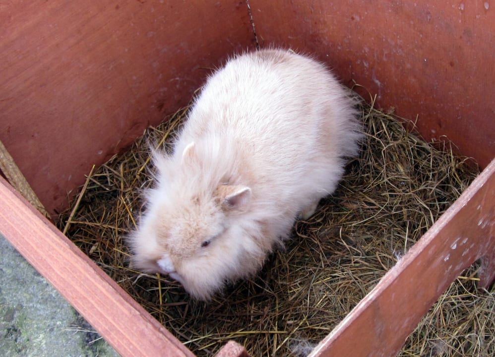 Kaninchen  Ferienhof Seefeld