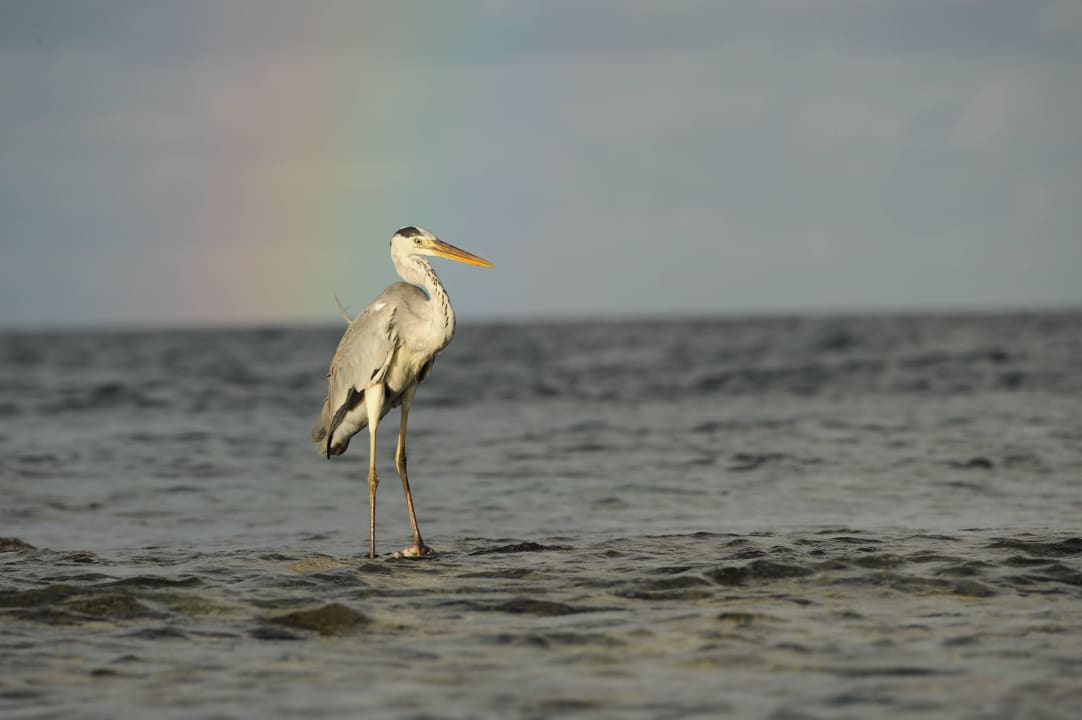 "Moments" Sandies Bathala Maldives