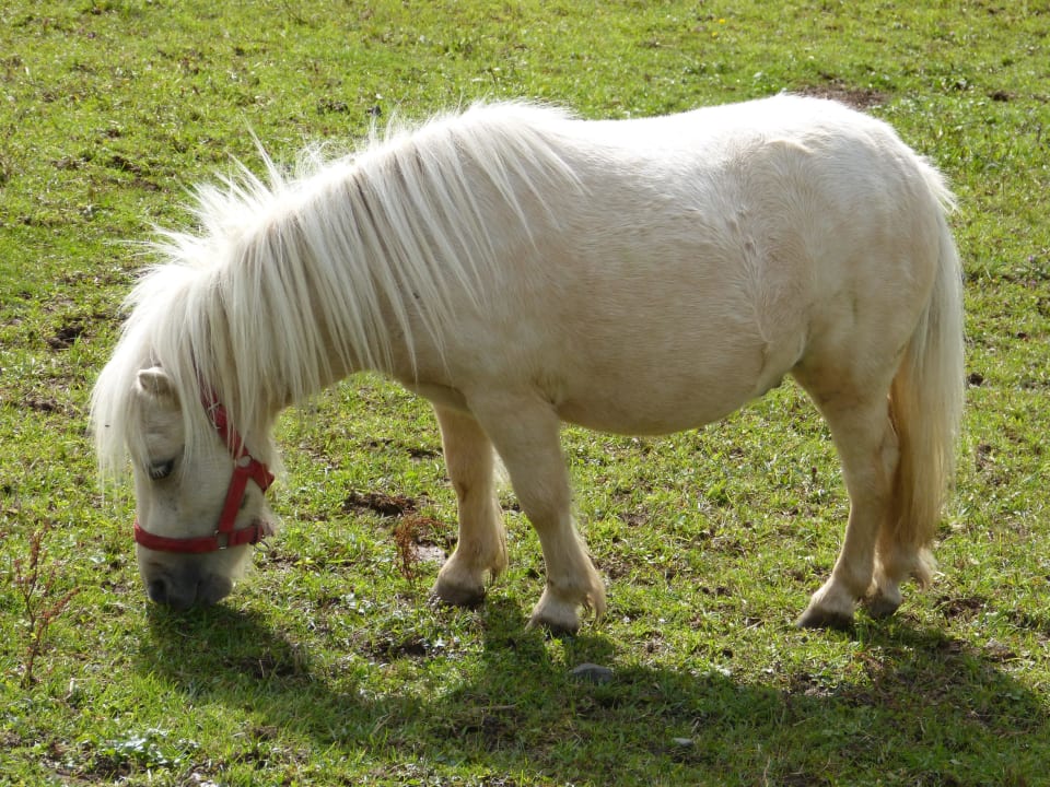 Pony Oberjoch - Familux Resort