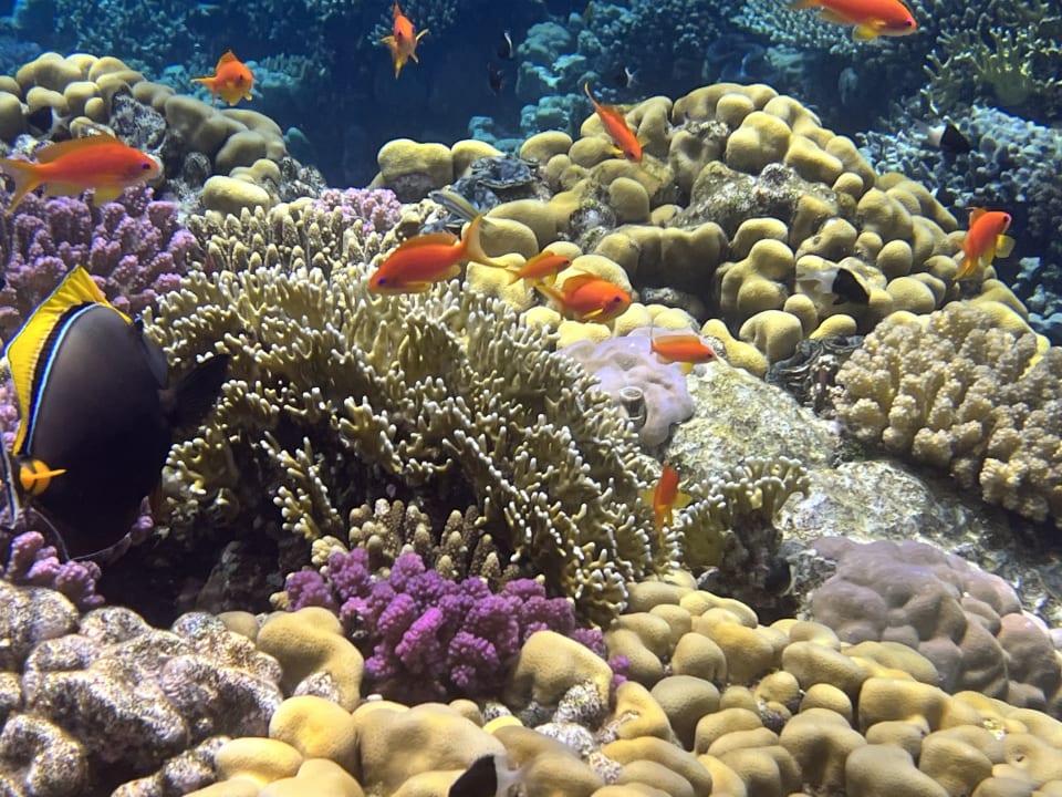 Sport & Freizeit Mövenpick Resort El Quseir