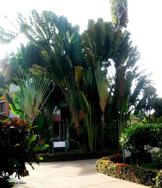 Garten BelleVue Dominican Bay