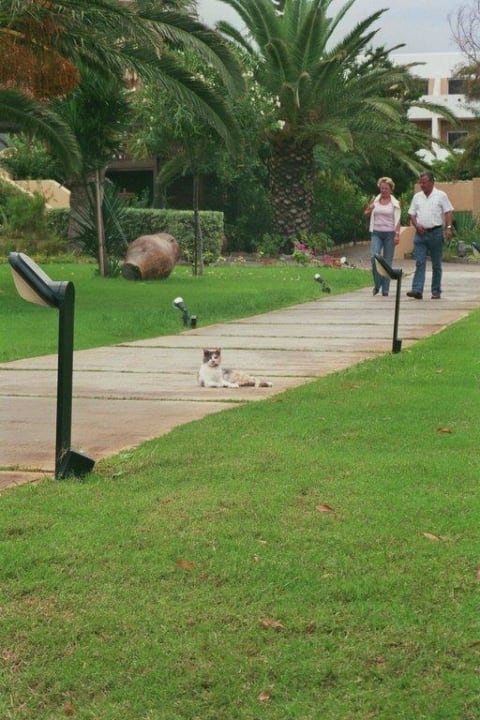 Katze Anissa Beach & Village