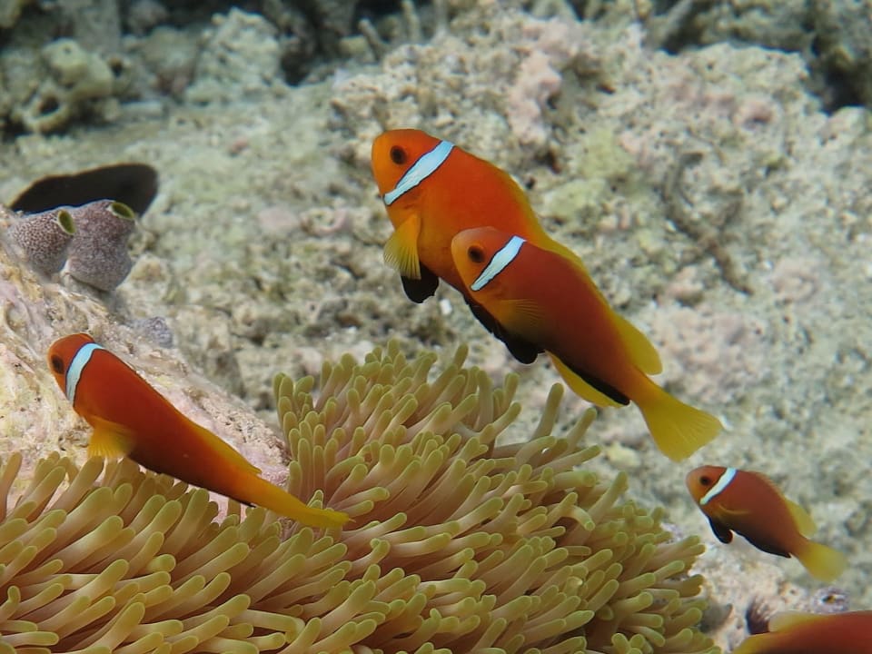 Schnorcheln ananea Diamonds Athuruga