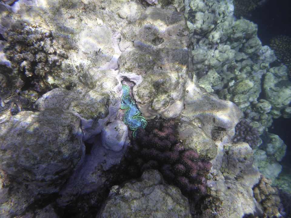 Sonstiges Sentido Reef Oasis Suakin