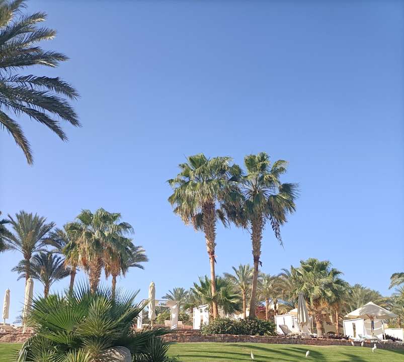 Ausblick Steigenberger Coraya Beach - Adults only