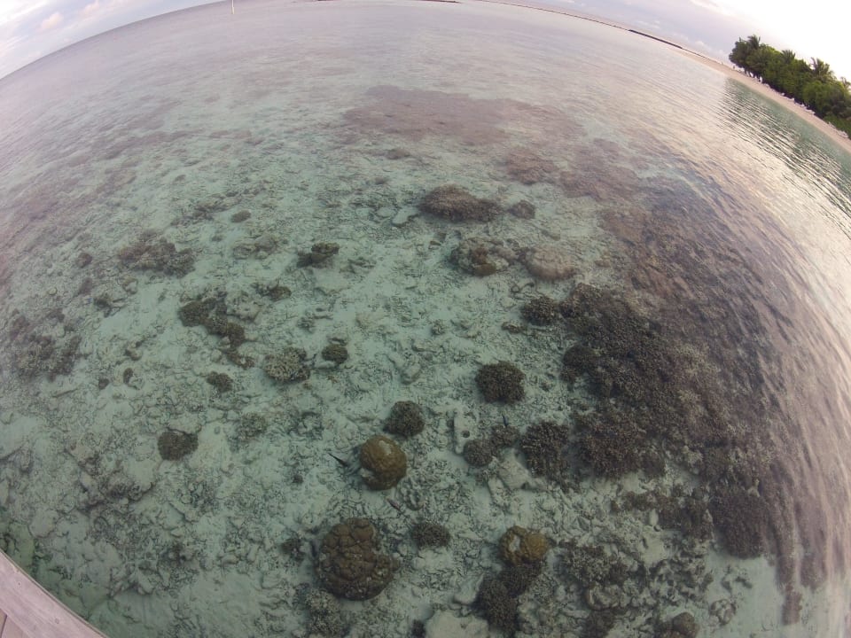 Klares Wasser Kuramathi Maldives