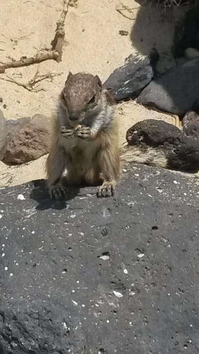 Streifenhörnchen SBH Club Paraiso Playa