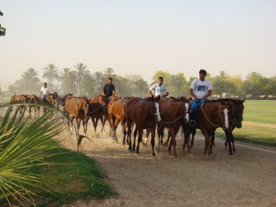 Ausritt Meliá Desert Palm Dubai