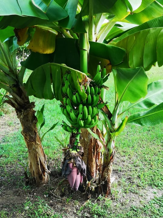 Gartenanlage Saphir Resort & Spa