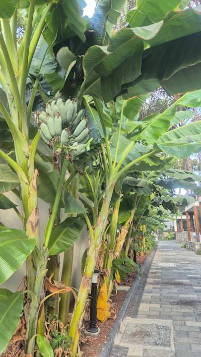 Gartenanlage Ömer Prime Holiday Resort