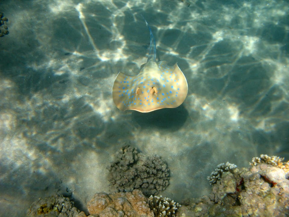 13 Stella Beach Resort & Spa Makadi Bay