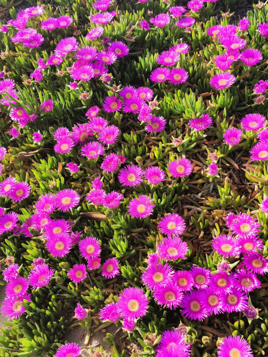 Gartenanlage Anissa Beach & Village