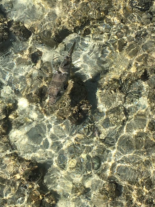 Strand Cleopatra Luxury Resort Makadi Bay