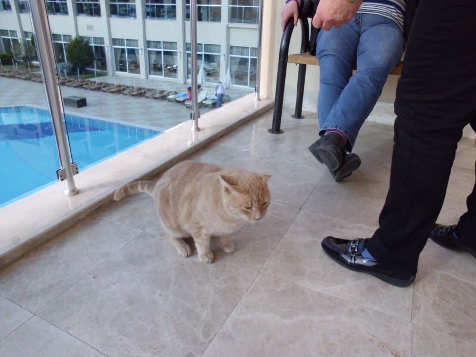 Hauskatze Solivia Hotel