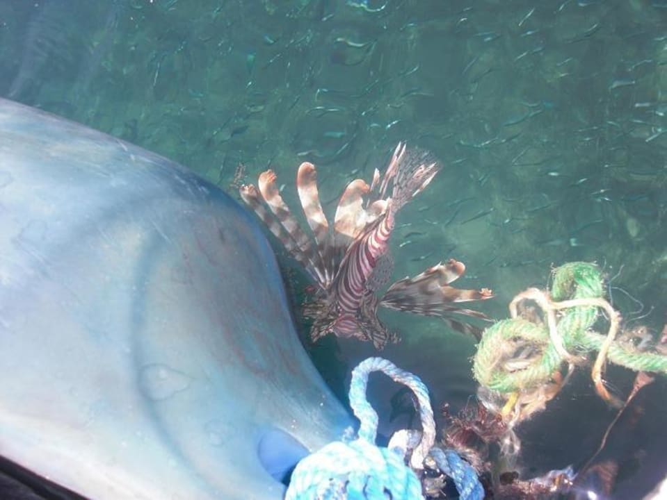 Rotfeuerfisch Ghazala Gardens