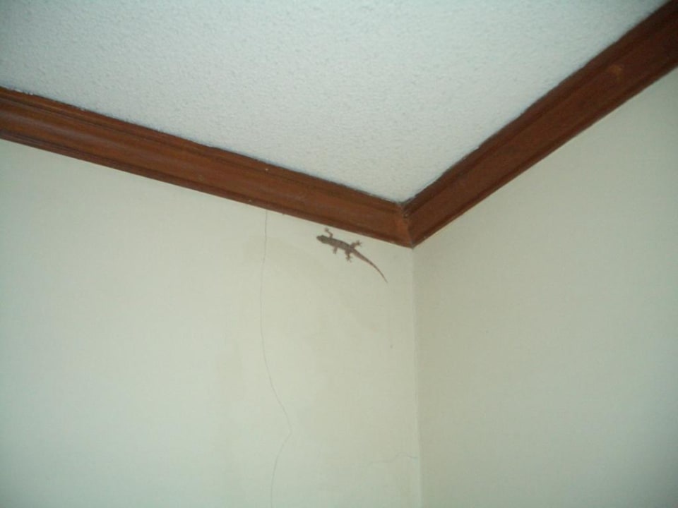 Eines unserer Haustiere beim Ausflug Puri Santrian