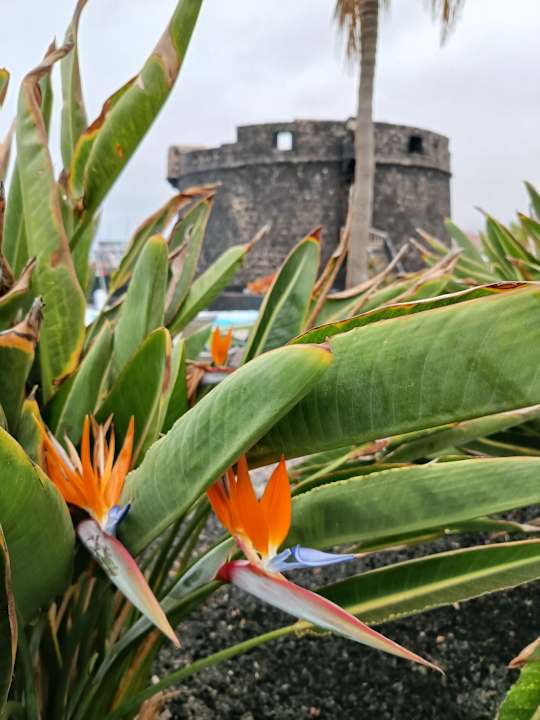 Pool Barceló Fuerteventura Castillo