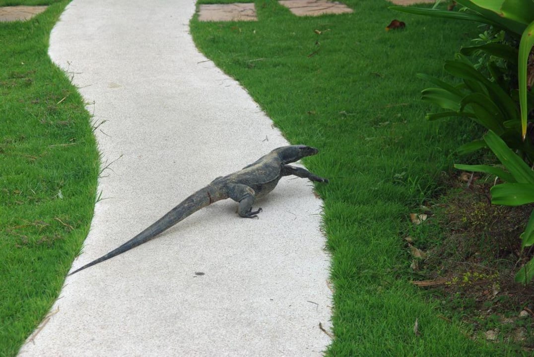 Huch, ein Waran! Hotel The Racha