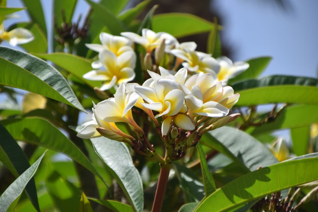 Gartenanlage Sentido Caribbean World Soma Bay