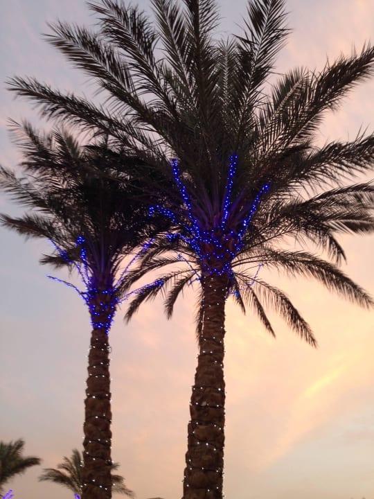 Abendlicher Anblick der Palmen Palm Royale Resort - Soma Bay
