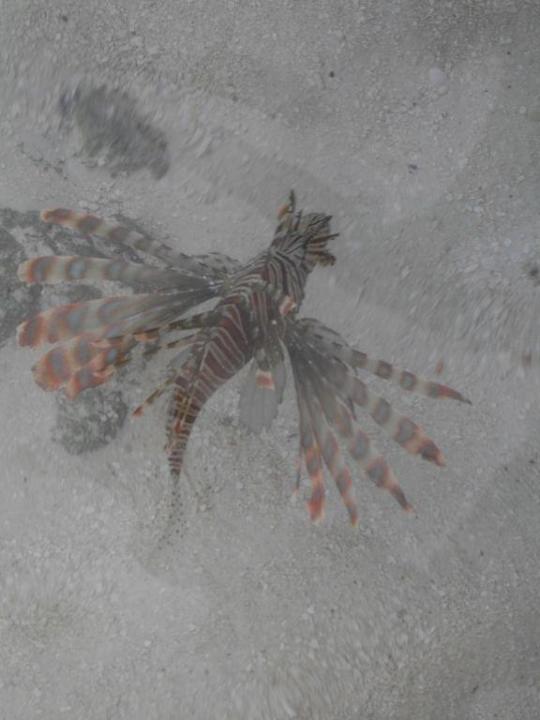 Feuerfisch in Strandnähe Eri Maldives