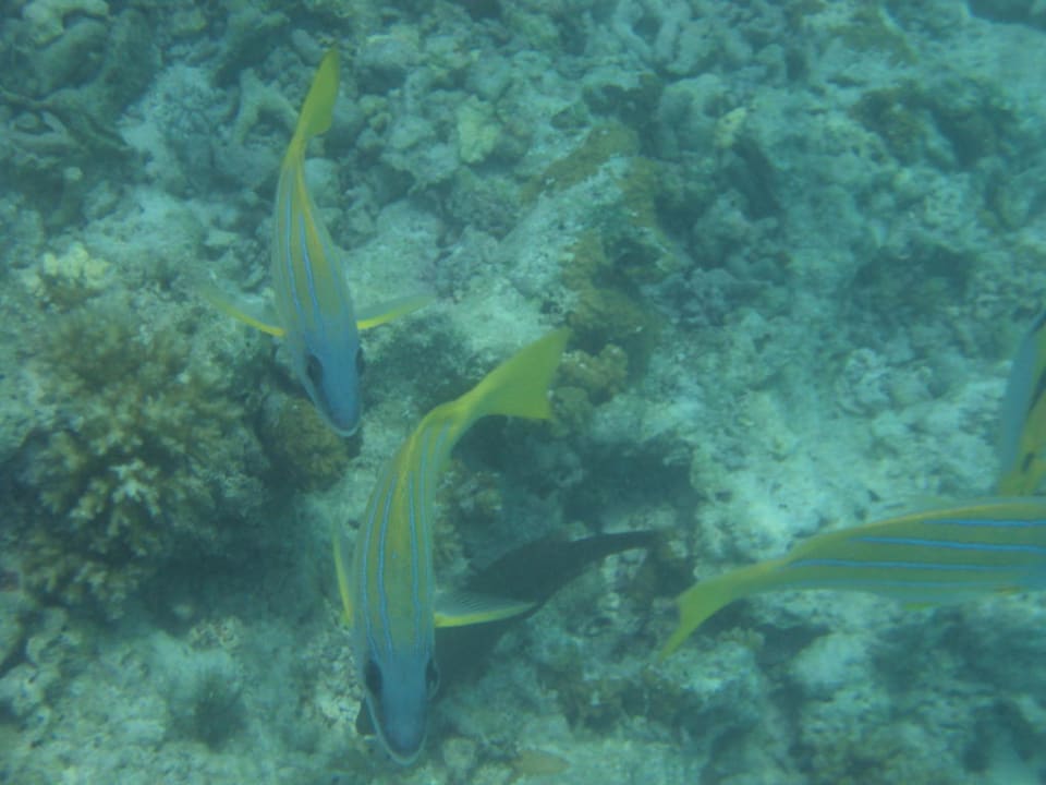 Fische Cinnamon Dhonveli Maldives