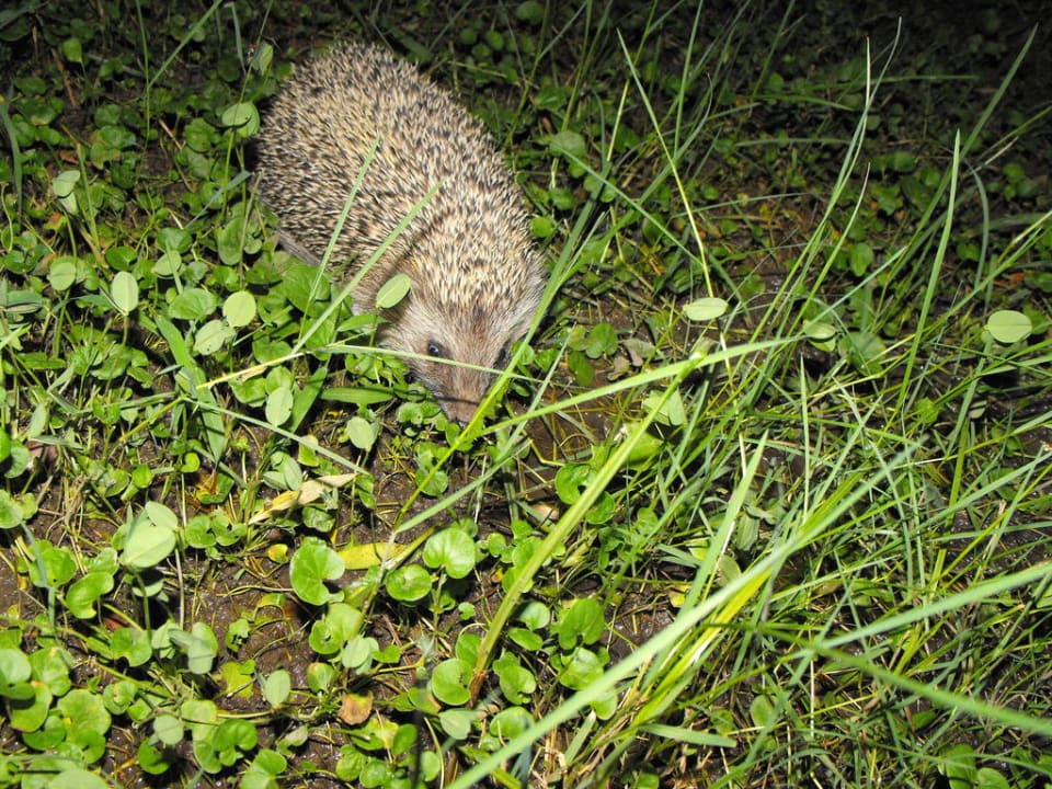 Igel bei Nacht Side Altinkum Hotel