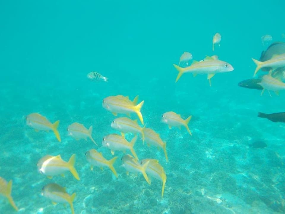 Unterwasser Summer Island Maldives