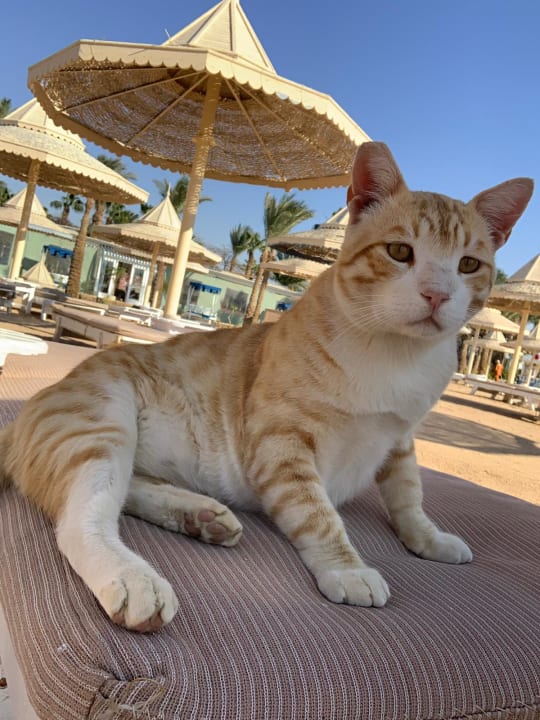 Strand The Grand Hotel Hurghada