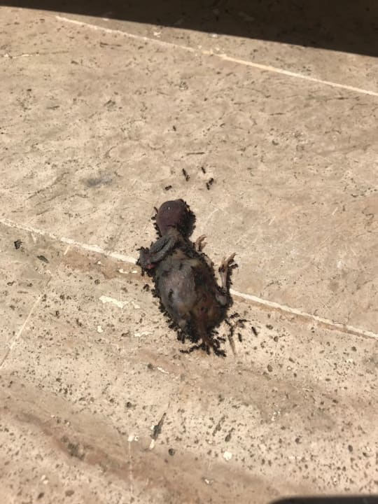 Totes Tier Semt Luna Beach Hotel