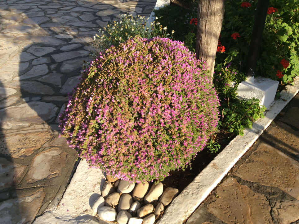 Gartenanlage The Orangers Beach Resort and Bungalows