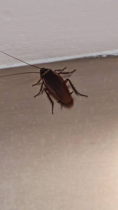 Zimmer allsun App.-Hotel Esquinzo Beach