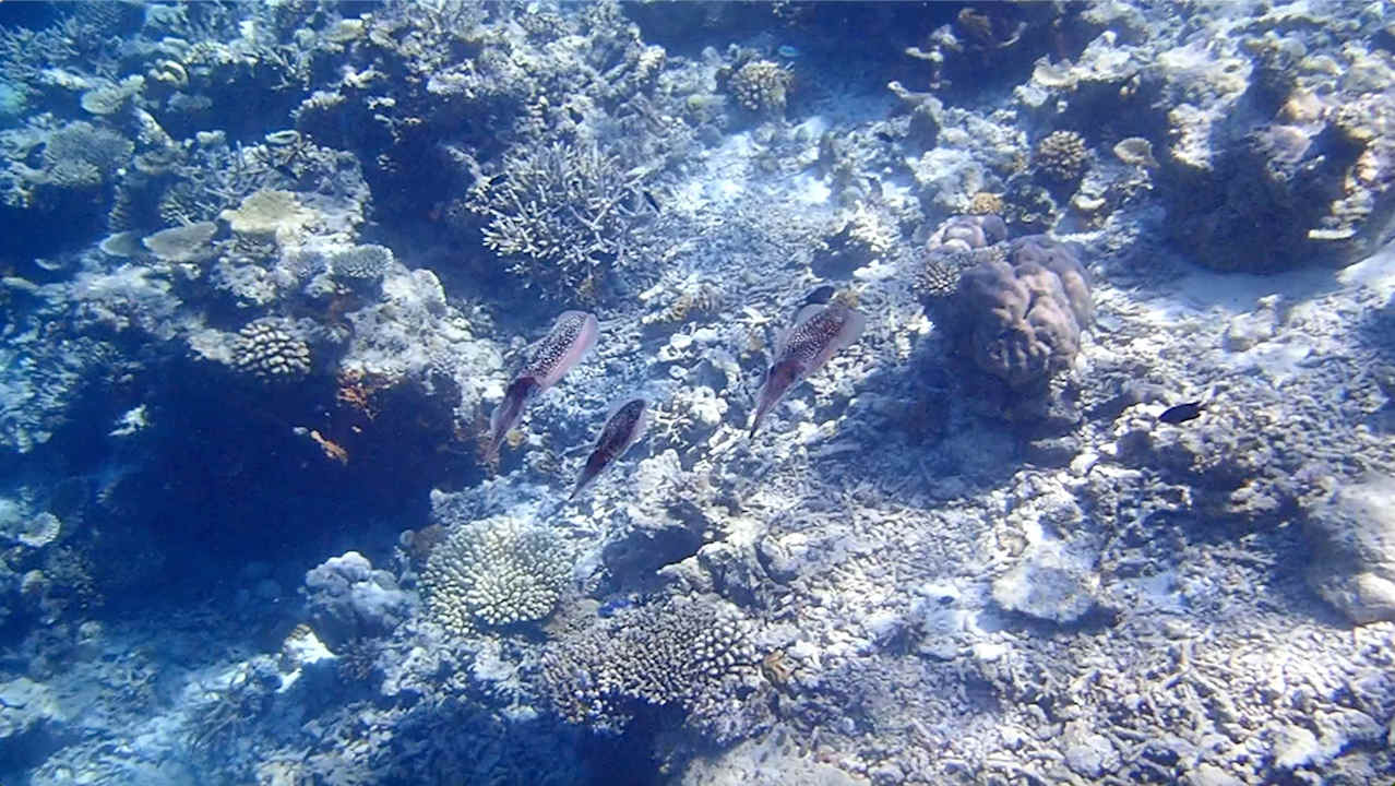 Sonstiges Vilamendhoo Island Resort & Spa