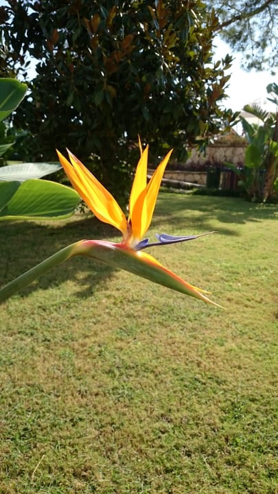 Hübsche Blumen Kilikya Palace Göynük