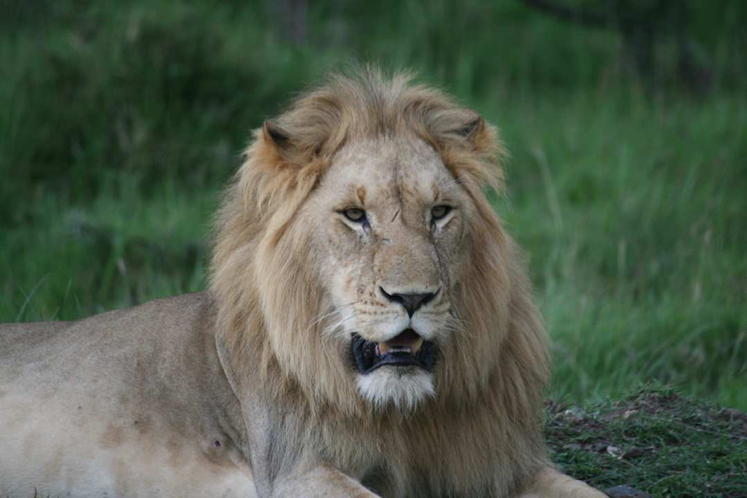 Löwe Royal Mara Safari Lodge