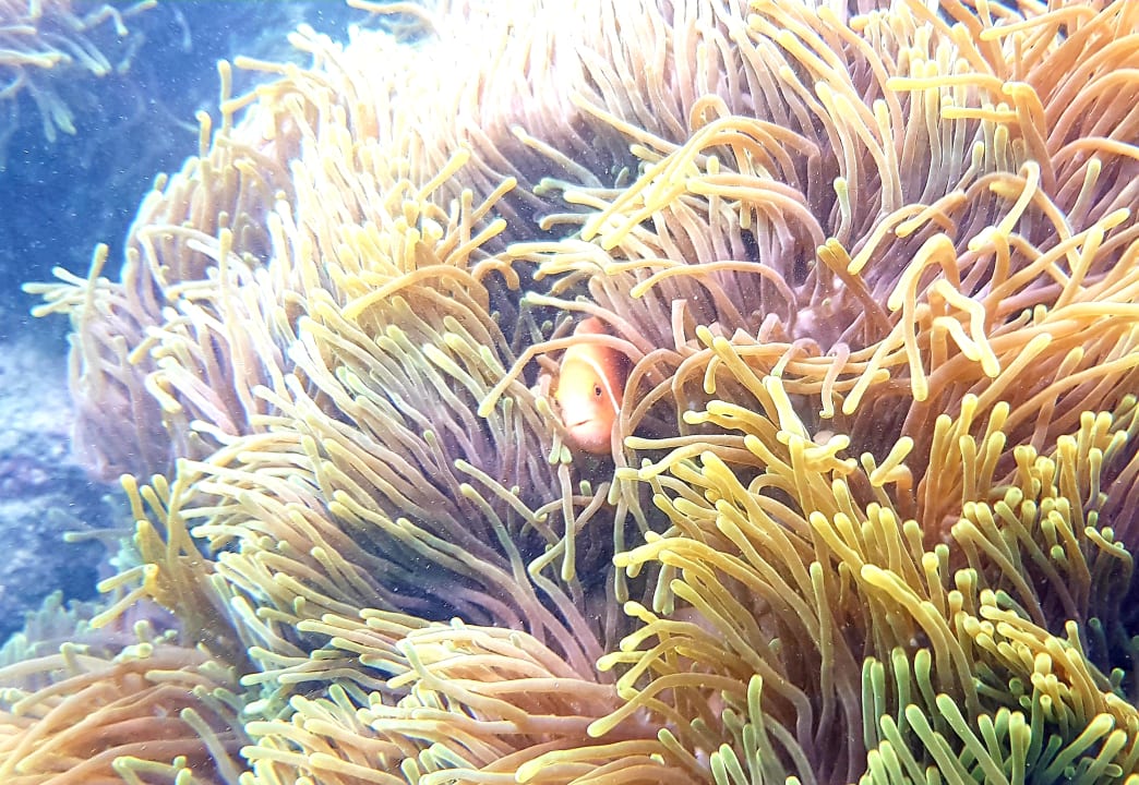 Sport & Freizeit Summer Island Maldives