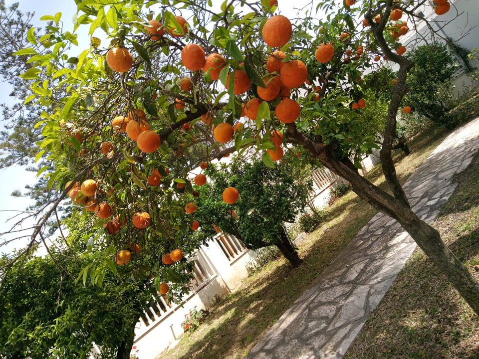 Gartenanlage The Orangers Beach Resort and Bungalows