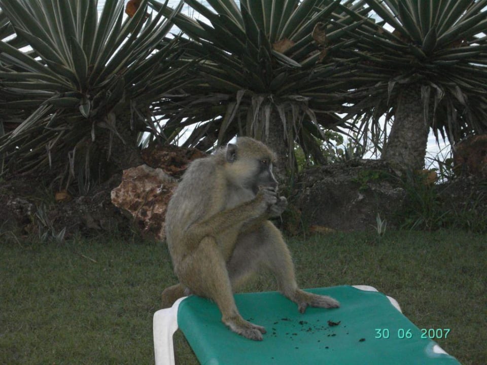 Babuin 01 Baobab Beach Resort & Spa