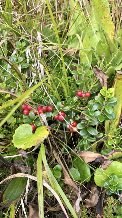 Sonstiges Mountain Resort Feuerberg