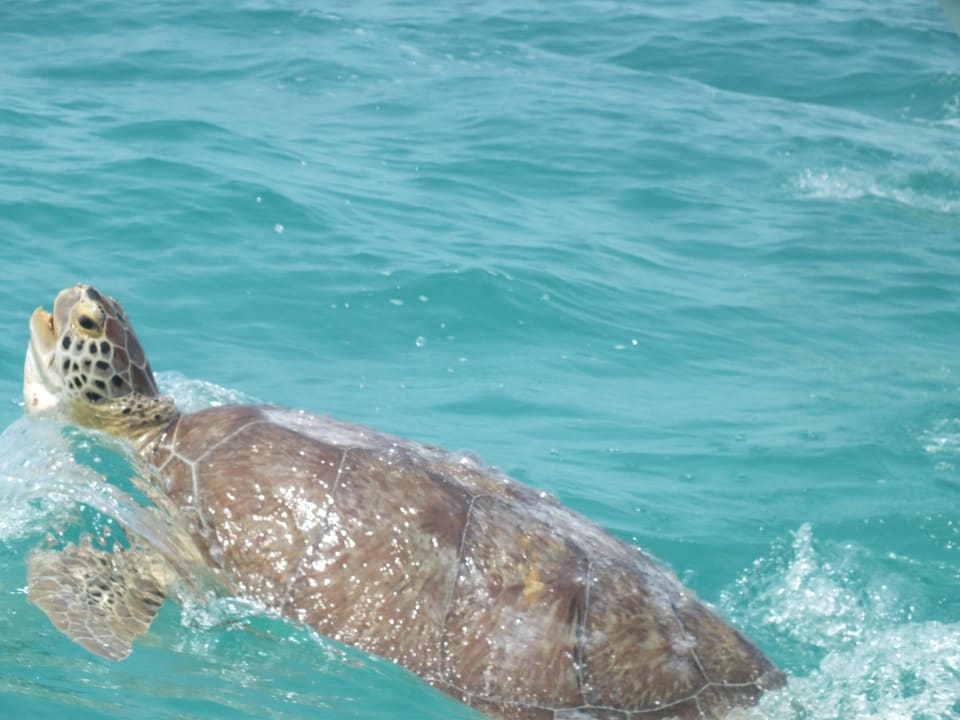 Schildkröte Grand Palladium Kantenah Resort & Spa