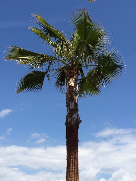 Im Garten Sentido Trendy Verbena Beach