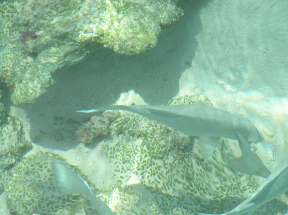 Рыбы Meeru Maldives Resort Island