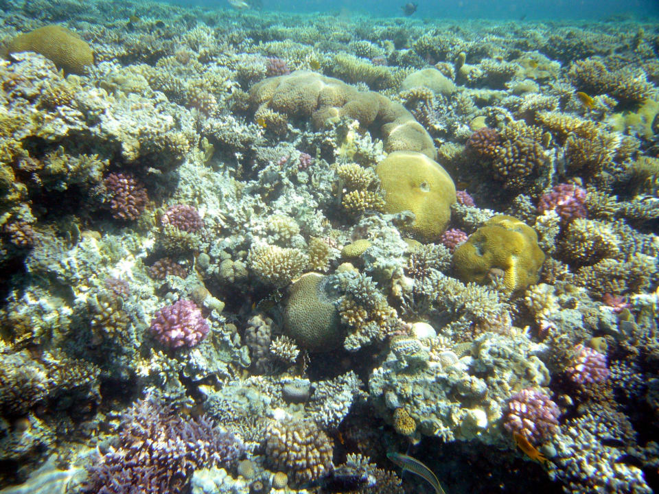 Hausriff Makadi Oasis Jaz Makadi Oasis Resort