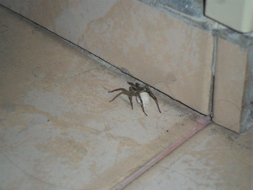 Spinne mit Eiern Ralitsa Aqua Club