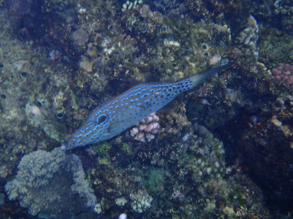 Sport & Freizeit Malikia Resort Abu Dabbab