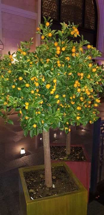 Gartenanlage The Land of Legends Kingdom Hotel